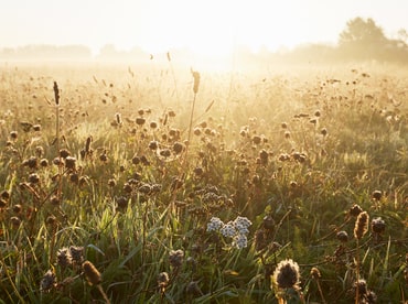 Wiese bei Sonnenaufgang