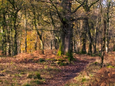 Weg im Wald