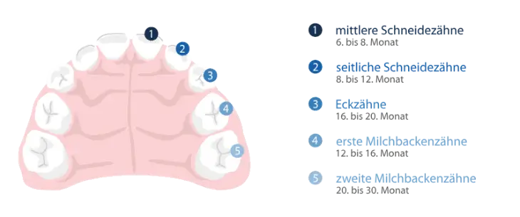 Entwicklung der ersten Zähne